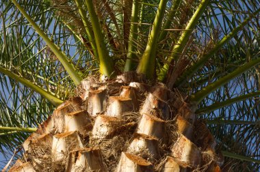 La Palma, Kanarya Adaları 'ndaki Kanarya Adaları Tarihi Palm (Phoenix kanaryası)