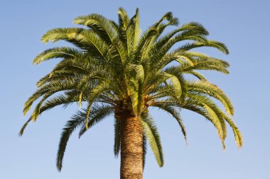 Santa Cruz 'da palmiye ağacı, La Palma, Kanarya Adaları