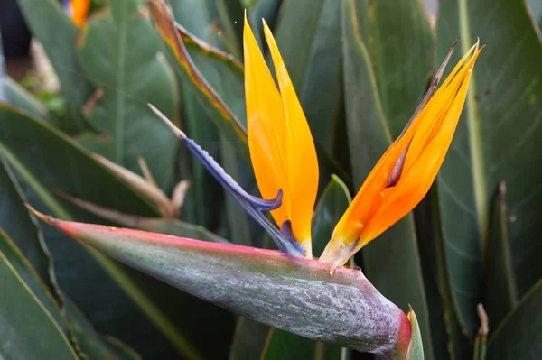 Rajský Pták Strelitzia Palma Kanárské Ostrovy — Stock fotografie