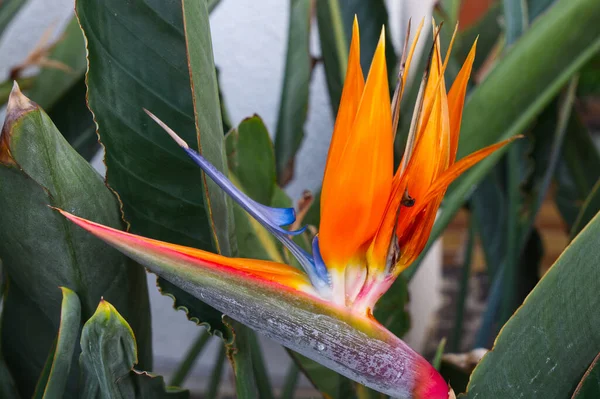 Pássaro Paraíso Flor Strelitzia Palma Ilhas Canárias — Fotografia de Stock