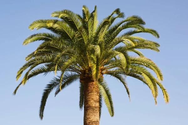 Santa Cruz 'da palmiye ağacı, La Palma, Kanarya Adaları