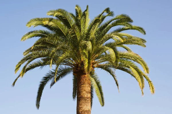 Palmträd Santa Cruz Palma Kanarieöarna Royaltyfria Stockfoton