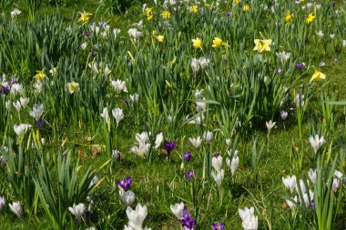 Crocus biflorus beyaz çiçekler ve nergisler, Batı Sussex, İngiltere