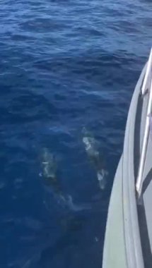 Atlantik benekli yunusları La Palma, Kanarya Adaları, İspanya açıklarında teknenin yanında yüzüyorlar.