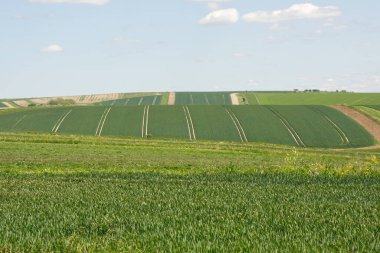 Worthing, West Sussex, İngiltere yakınlarındaki Güney Downs 'da tarlalar ve tarım arazileri