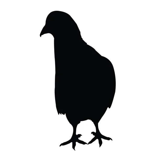 Pigeon Silhouette Vector — Stock Vector