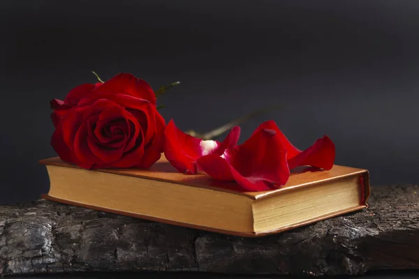 Róża Książki Czerwona Róża Leżał Książki — Zdjęcie stockowe