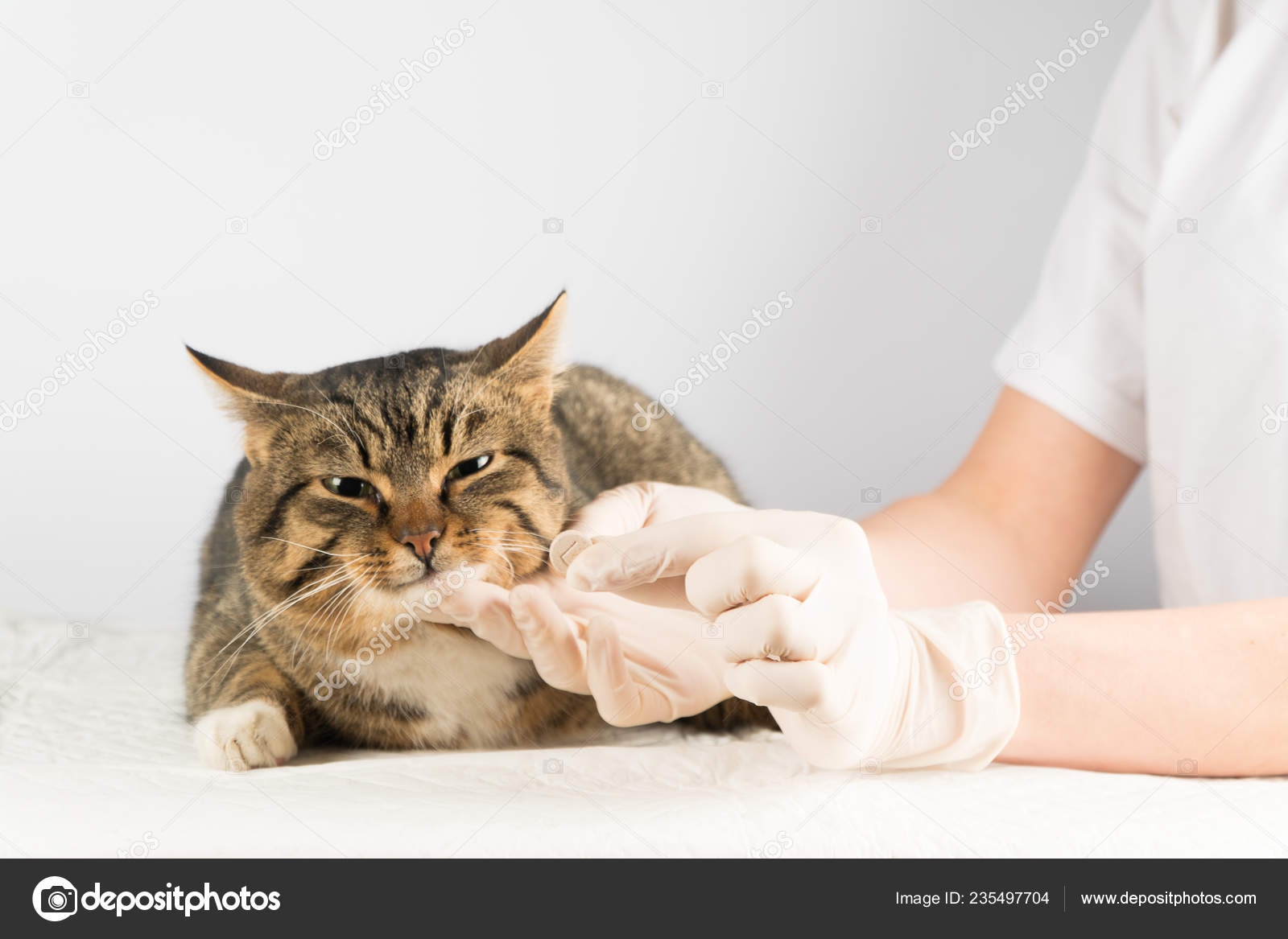 medicine for sick cat