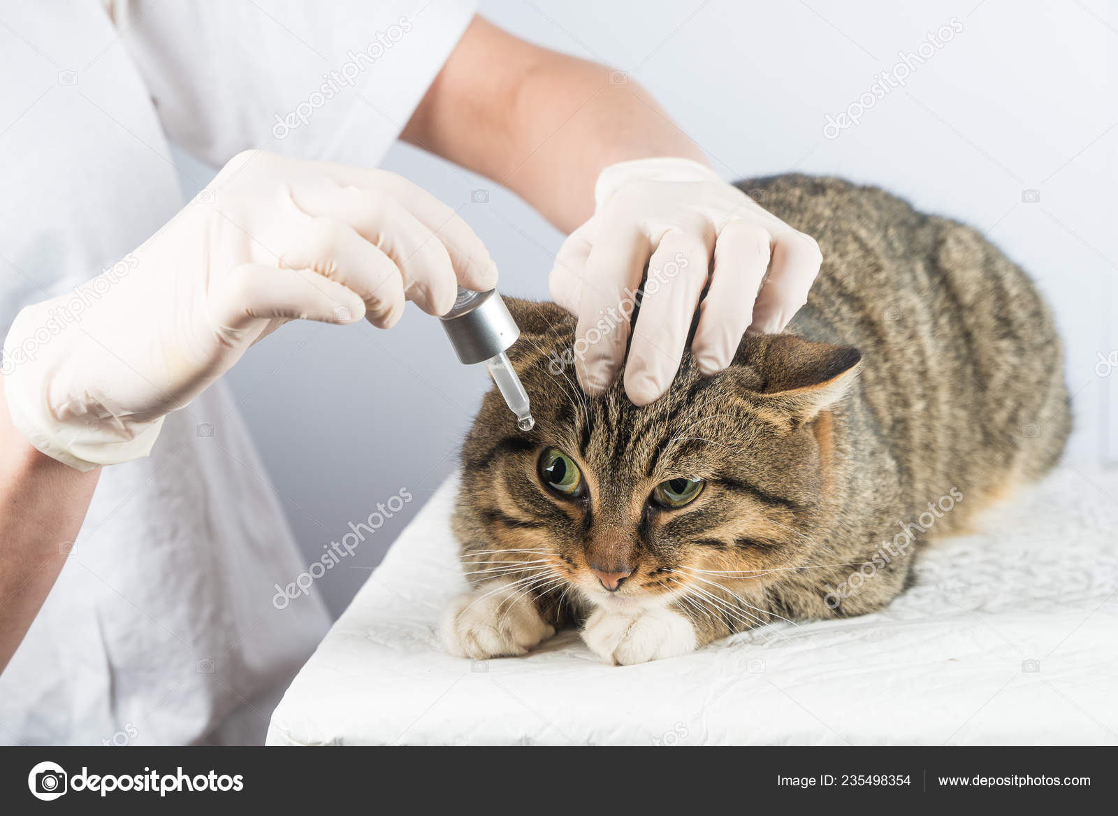 Veterinarian Treatment Eye Cat Cat Sick Stock Photo Image By C Irina1 Nikolaenko