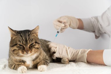 hayvan hastalıklarıyla ilgili. aşı. hayvan hastalığının tedavisi.