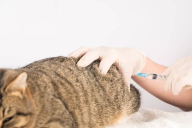 hayvan hastalıklarıyla ilgili. aşı. hayvan hastalığının tedavisi.