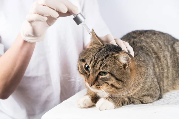 cat ear treatment. the veterinarian. treatment of the animal.