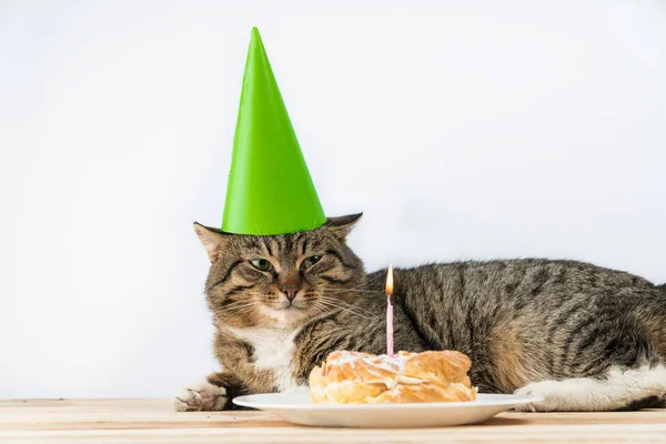 cat birthday cake candle. cake birthday.