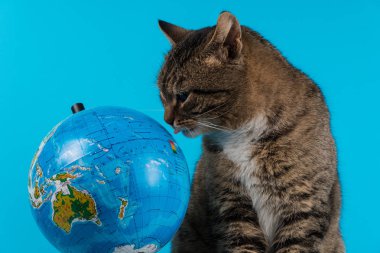 kedi Globe adlı seyir. mavi bir arka plan üzerinde güzel kedi.