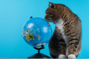 kedi Globe adlı seyir. mavi bir arka plan üzerinde güzel kedi.