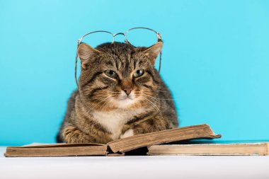 kedi kitap okumak belgili tanımlık kitap üstünde yatıyor. Kütüphanede kedi.