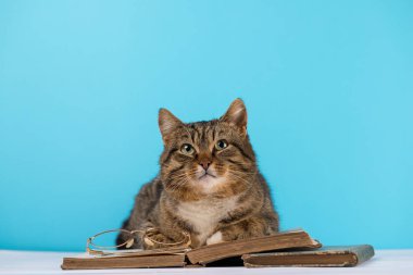 Gözlüklü bir kedi açık bir kitap oturur.
