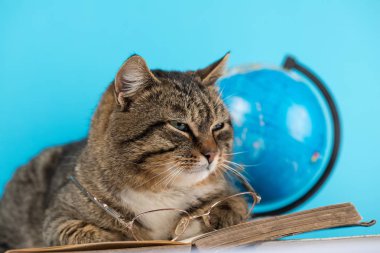 güzel kedi üzerinde açık bir kitap yatıyor. gözlük ve bir kitap ile kedi.