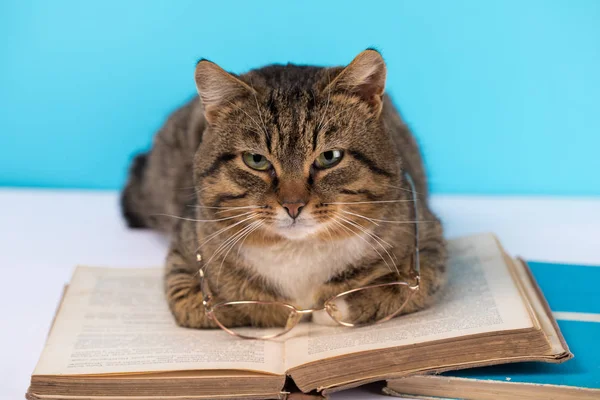 Gözlüklü bir kedi açık bir kitap oturur.