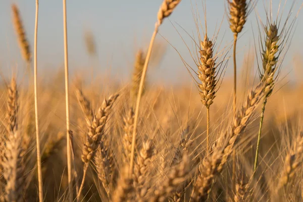 Пшеница на поле. Пшеница . — стоковое фото