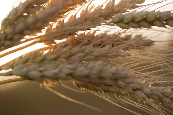 Orejas de trigo al sol — Foto de Stock