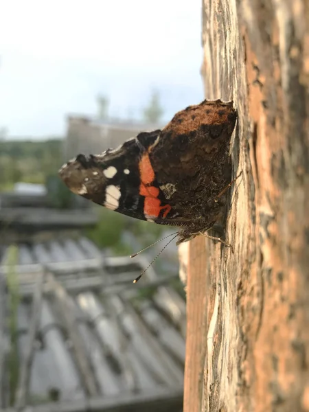 孔雀蝶 Aglais 木の上 — ストック写真