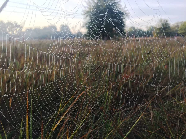 Spider Web Pókháló Háttér — Stock Fotó
