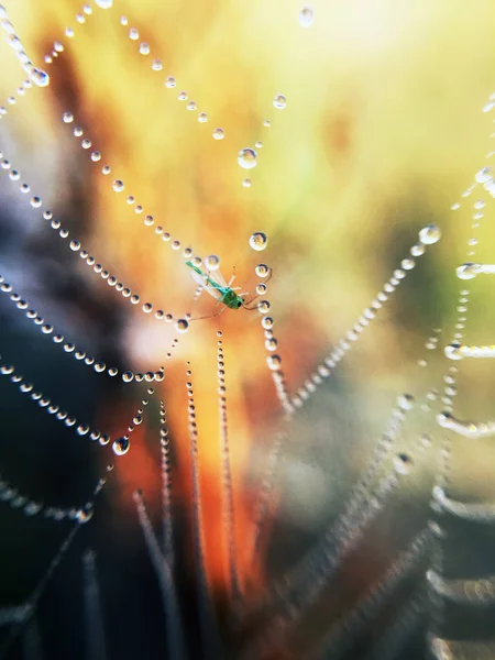 Vítima Aranha Teia Com Gotas Água — Fotografia de Stock