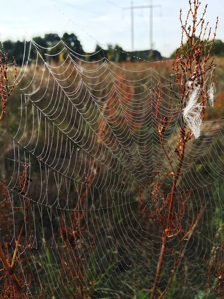 Belle Toile Araignée Gros Plan — Photo