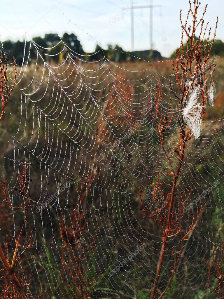 Beautiful spider web close-up 