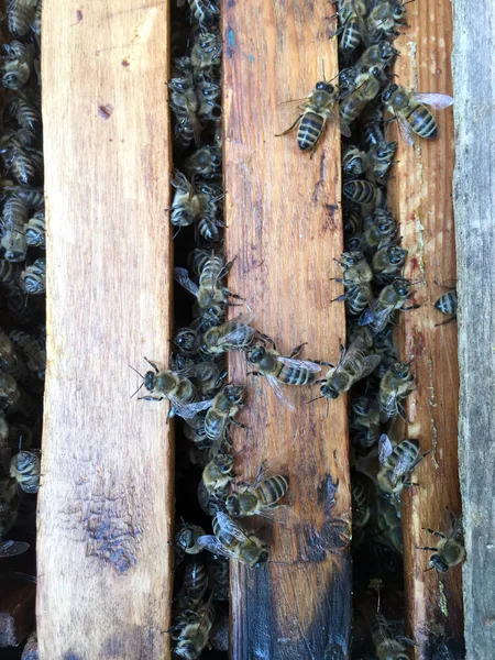 Рабочие Пчелы Деревянных Рамах — стоковое фото