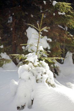 Pylypets, Ukrayna, karla kaplı küçük Noel ağacı 