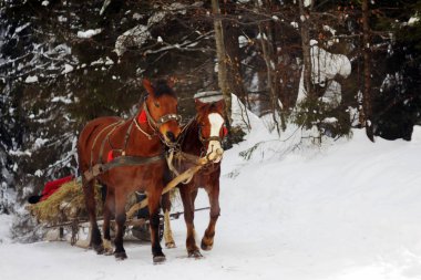 Ağır kahverengi at nalı kar, Pylypets, Ukrayna