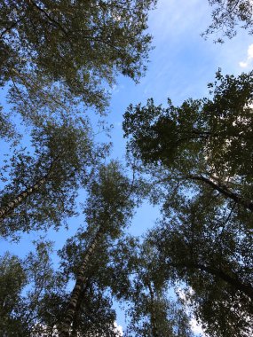 ağaç dalları ile mavi gökyüzünün alttan görünüm 