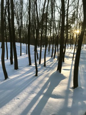 Gün batımında kış ormanın doğal görünümü