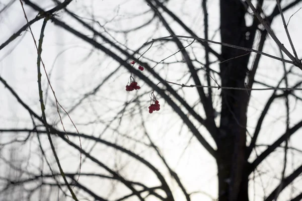 树木分枝和红色的白梅在冬天的霜冻 — 图库照片
