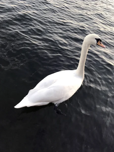 Bílá Labuť Koupání Jezeře — Stock fotografie