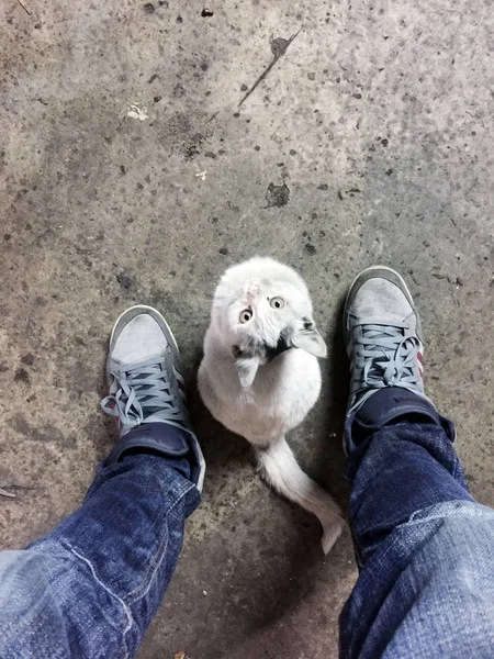 Kedi bir adamın bacakları arasında örnek alıyor 