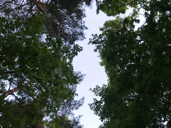 Pohled Zdola Oblohy Skrze Větve Stromů — Stock fotografie