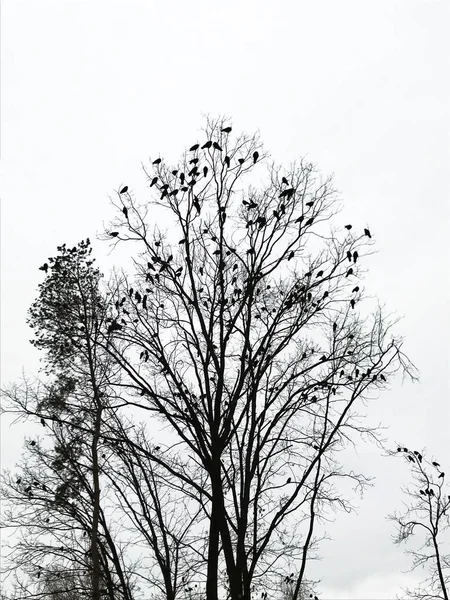 Vue Panoramique Silhouette Des Arbres Avec Corbeaux — Photo