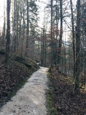 Yürüyüş yolu ormandaki Berchtesgadener Land, Bavyera, Almanya