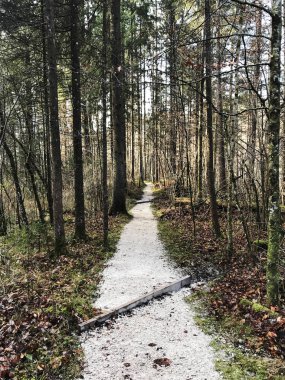 Yürüyüş yolu ormandaki Berchtesgadener Land, Bavyera, Almanya