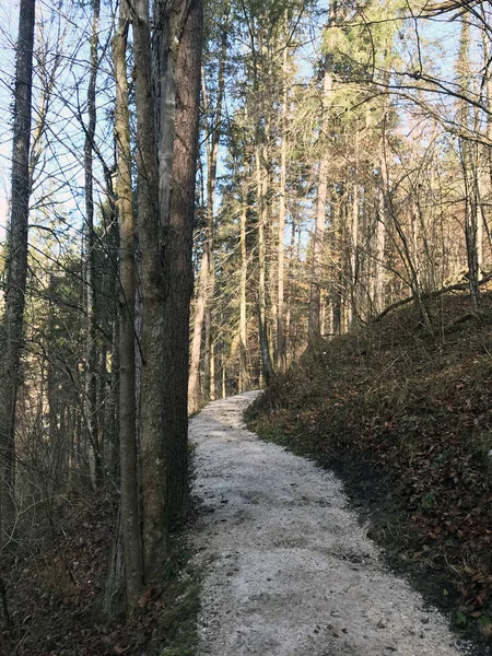 Yürüyüş yolu ormandaki Berchtesgadener Land, Bavyera, Almanya