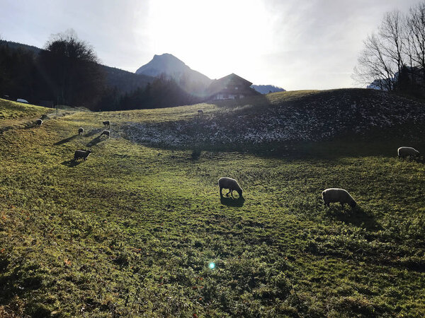 Sheep herd at green field