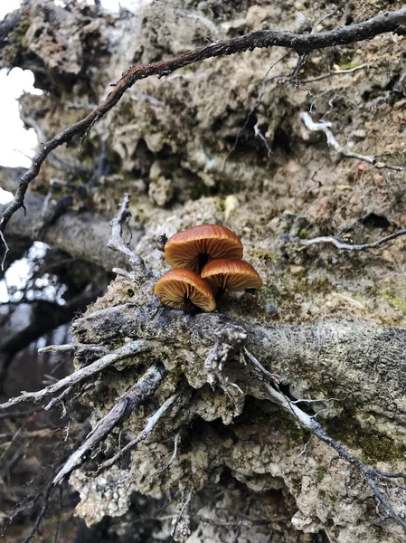 Ağaç kök üzerinde büyüyen mantar