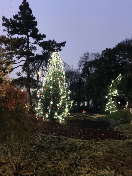 Green Light Green Needles Grow On A Real Christmas Tree. The