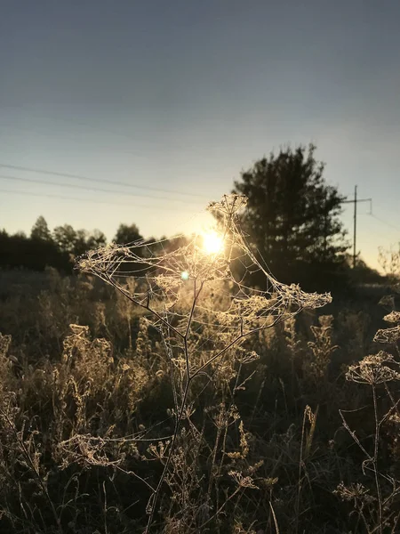 Örümcek Ağı Çiçek Üzerinde Çiy Sunrise Kaplı — Stok fotoğraf