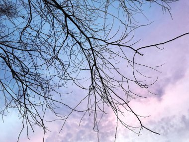 Kış günbatımında ağacında