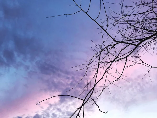 Baum Winter Bei Sonnenuntergang — Stockfoto