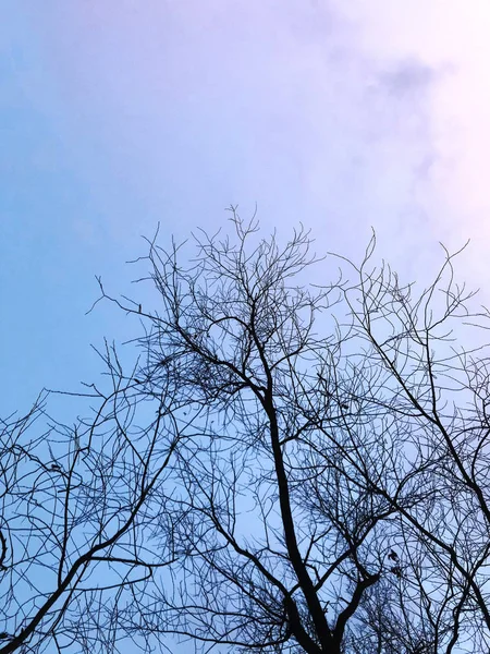 Дерево Взимку Заході Сонця — стокове фото